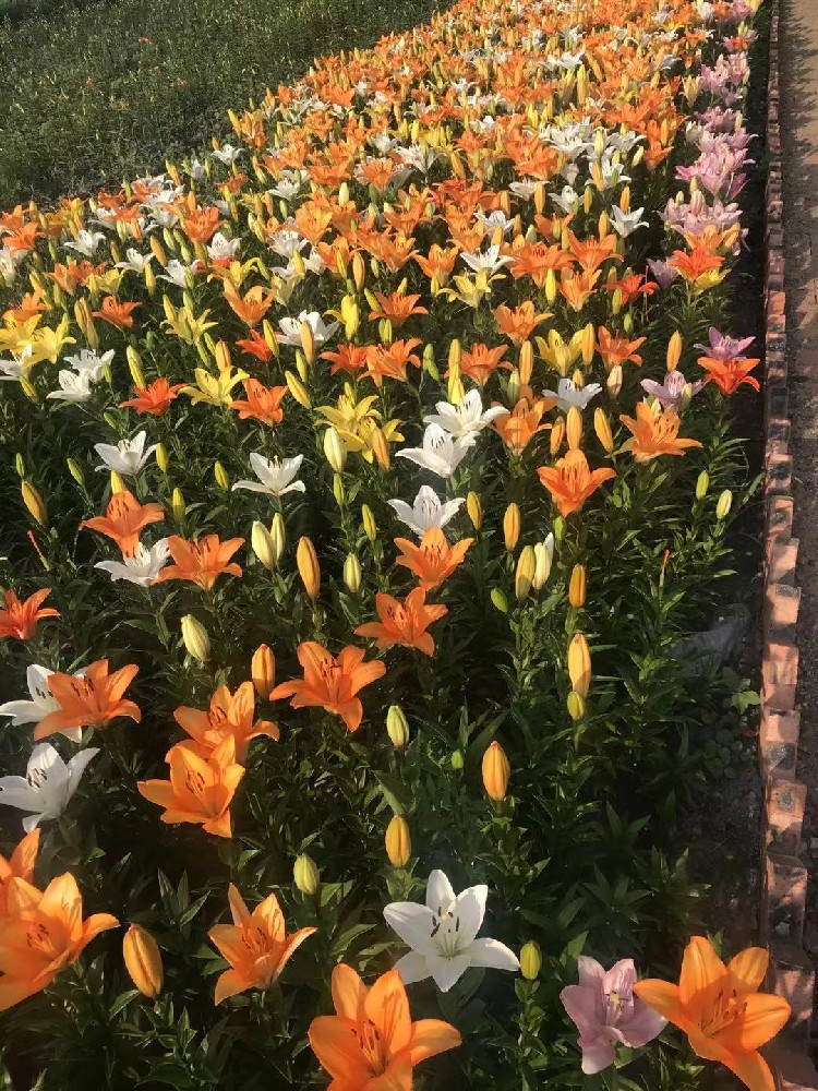丰盛村 百合花海   8e3d578e4dc2cb6b1f39891e6e7abc9.jpg