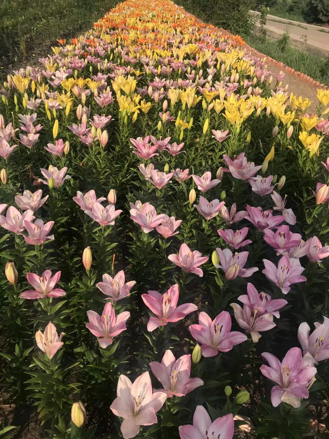 丰盛村 百合花海   d1178892c8068a9b1776720d246533d.jpg