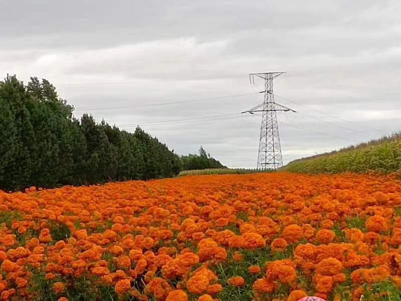 胜利村 万寿菊   7acd6aa685d6e87158df7229f0a65f5.jpg