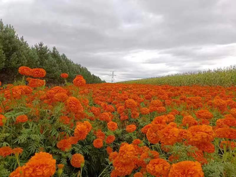 胜利村 万寿菊   8547e6ed4d8a3a32250a02dfadad683.jpg